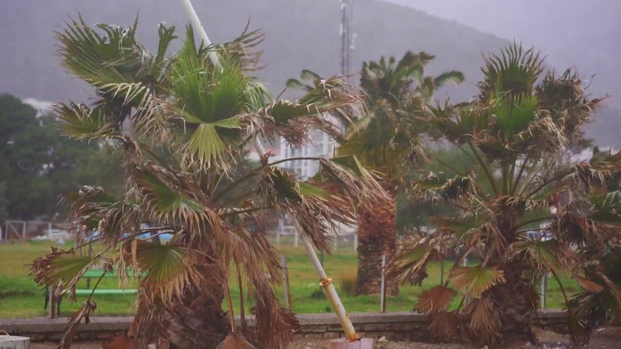 暴风雨天气。海滩上的强风摇动着小棕榈树。气候变化的概念。地中海沿岸视频素材