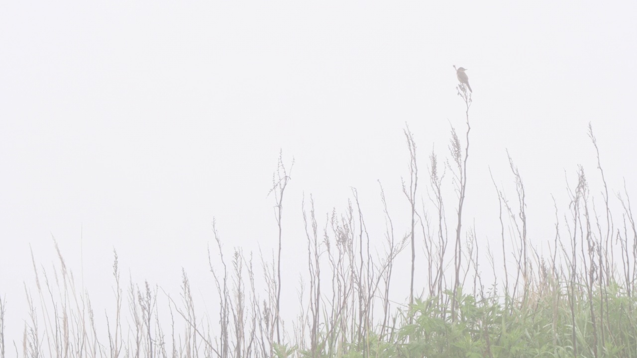 黑眉苇莺(Acrocephalus bistrigiceps)千岛群岛视频素材