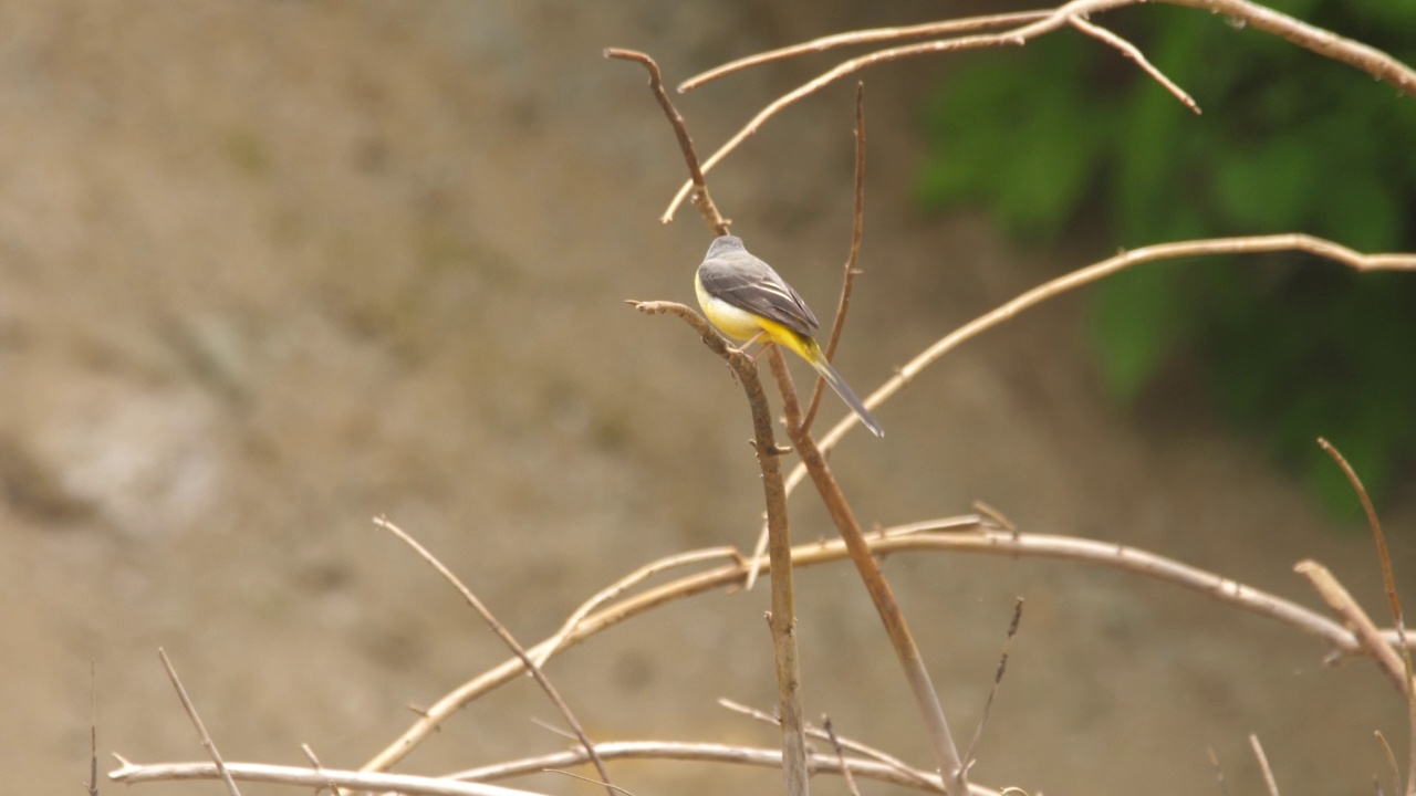 千岛群岛灰尾(Motacilla cinerea)视频素材