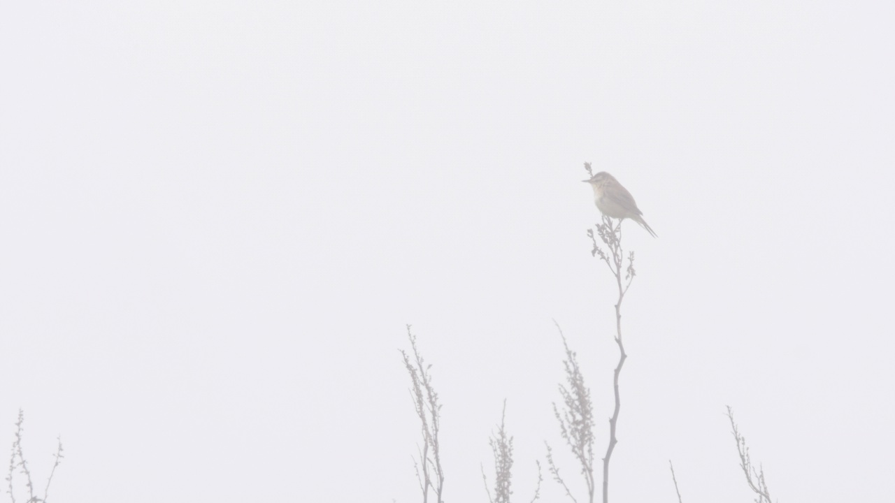 黑眉苇莺(Acrocephalus bistrigiceps)千岛群岛视频素材