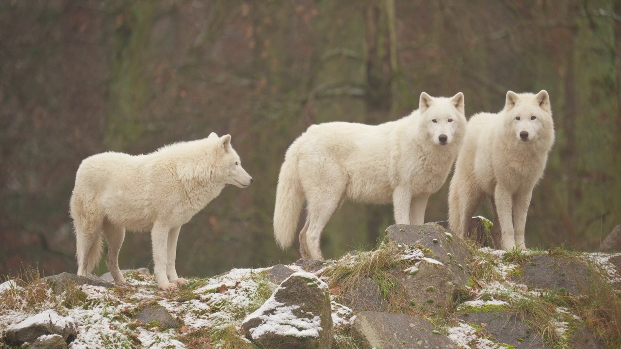 北极狼，北极狼(Canis lupus arctos)，三种冬天的动物视频素材