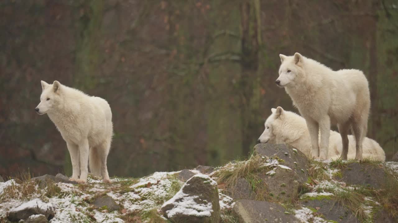 北极狼，北极狼(Canis lupus arctos)，三种冬天的动物视频素材