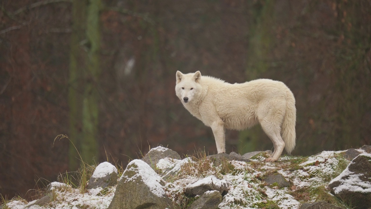 北极狼，北极狼(Canis lupus arctos)，冬天视频素材