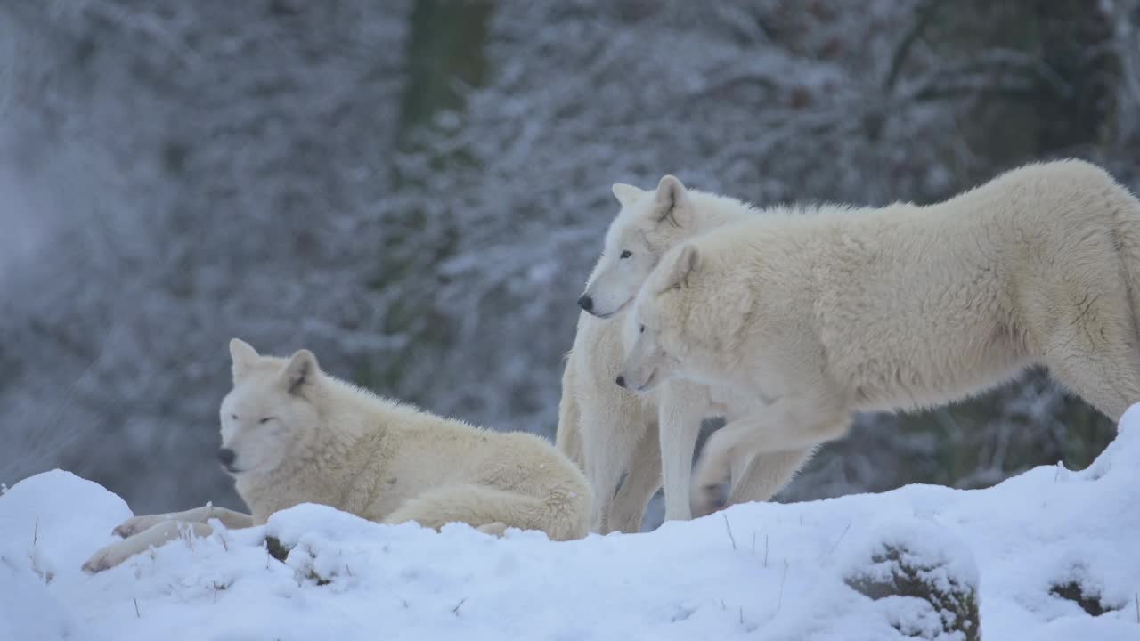 北极狼，北极狼(Canis lupus arctos)，三种冬天的动物视频素材