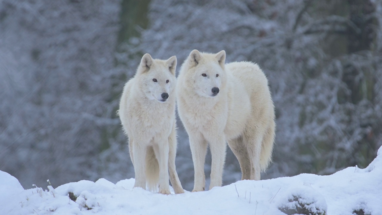 北极狼，北极狼(Canis lupus arctos)，冬季的两种动物视频素材