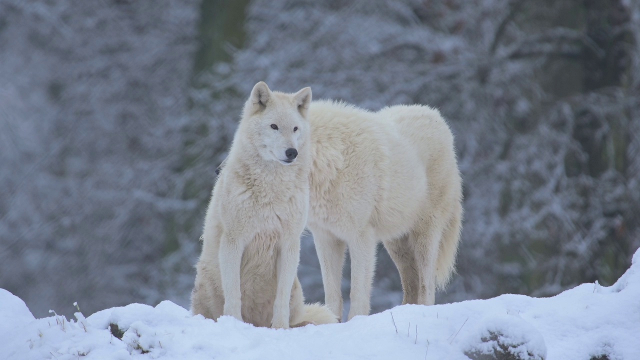 北极狼，北极狼(Canis lupus arctos)，冬季的两种动物视频素材