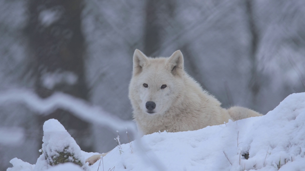 北极狼，北极狼(Canis lupus arctos)，冬天视频素材