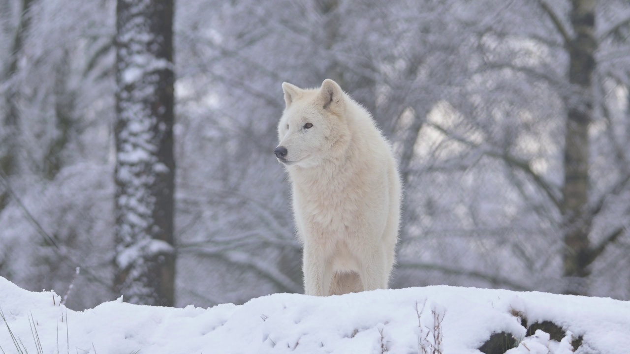 北极狼，北极狼(Canis lupus arctos)，冬天视频素材