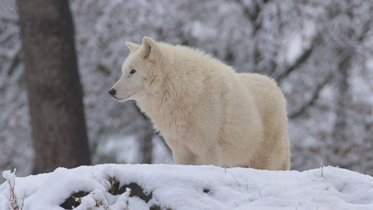 北极狼，北极狼(Canis lupus arctos)，冬天视频素材