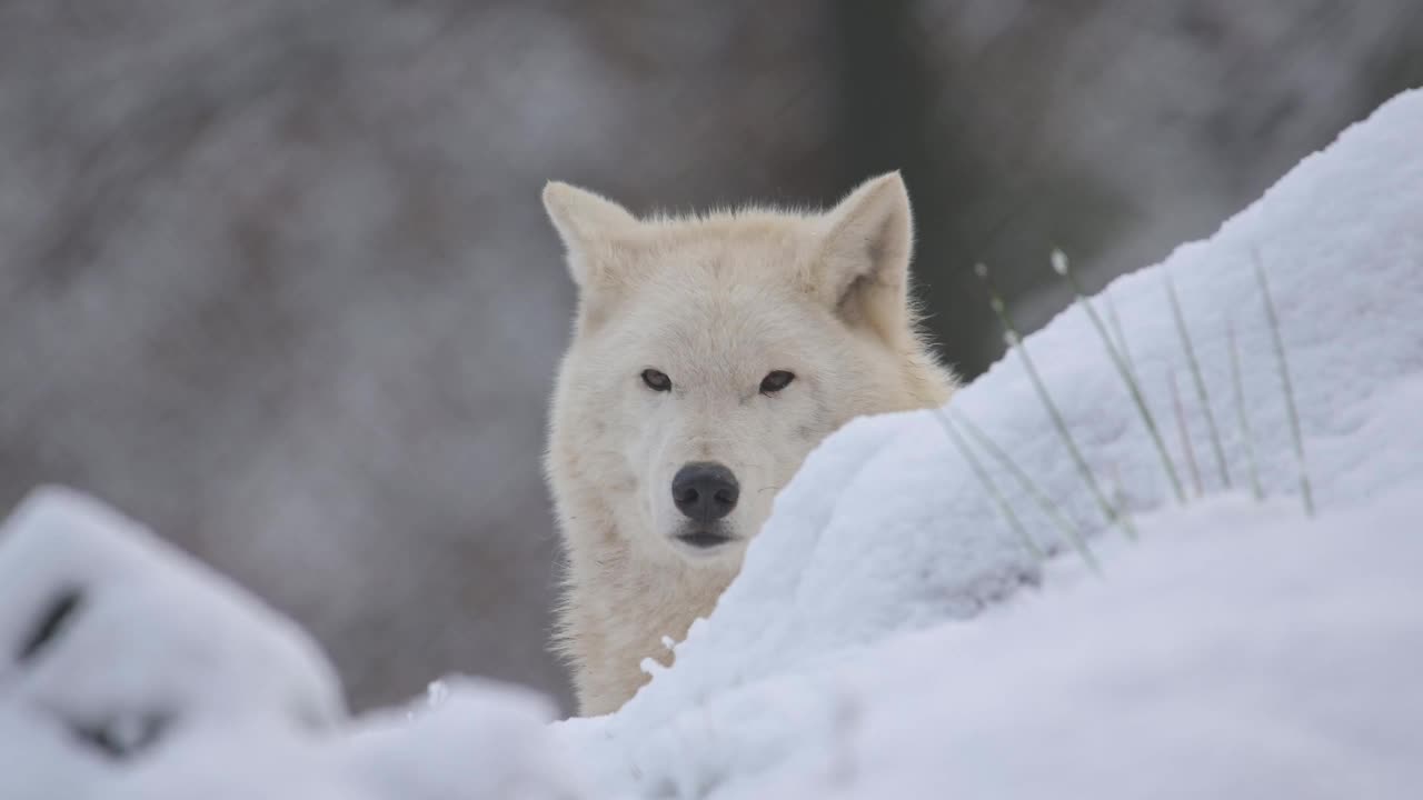 北极狼，北极狼(Canis lupus arctos)，冬天视频素材