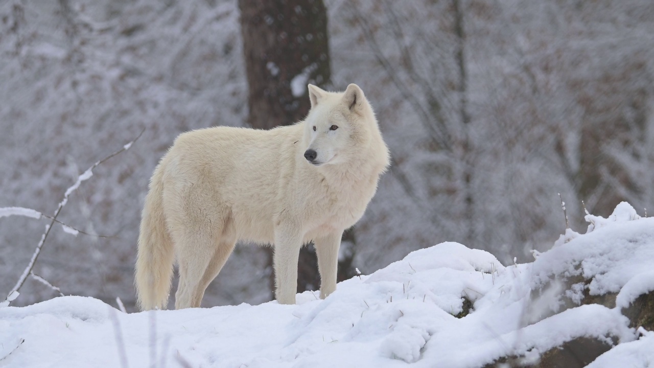 北极狼，北极狼(Canis lupus arctos)，冬天视频素材