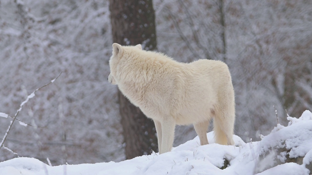 北极狼，北极狼(Canis lupus arctos)，冬天视频素材