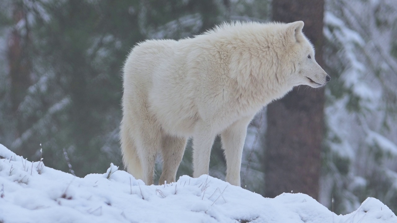 北极狼，北极狼(Canis lupus arctos)，冬天视频素材