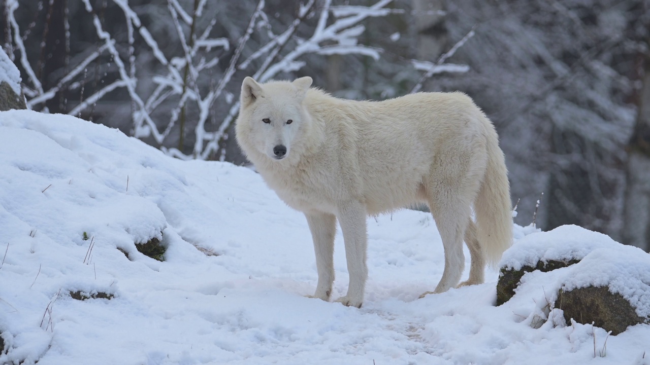 北极狼，北极狼(Canis lupus arctos)，冬天视频素材