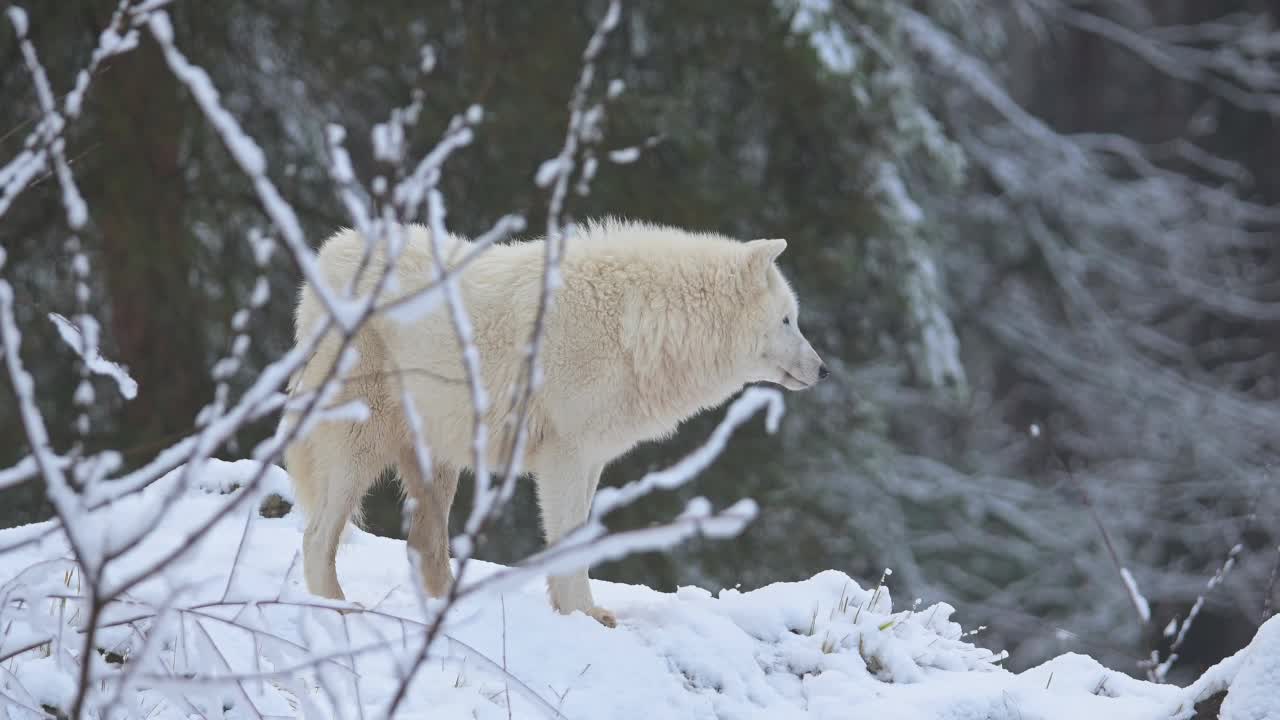 北极狼，北极狼(Canis lupus arctos)，冬天视频素材