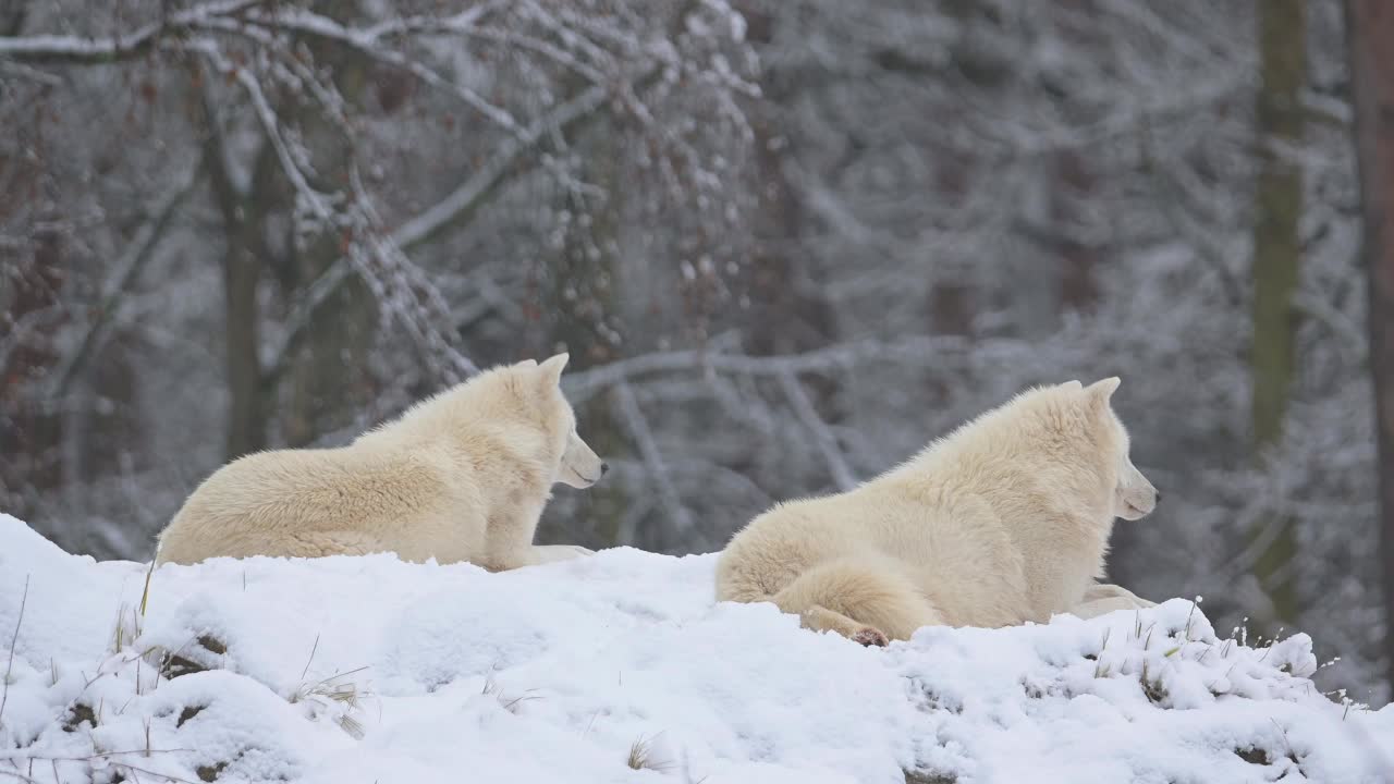 北极狼，北极狼(Canis lupus arctos)，冬季的两种动物视频素材