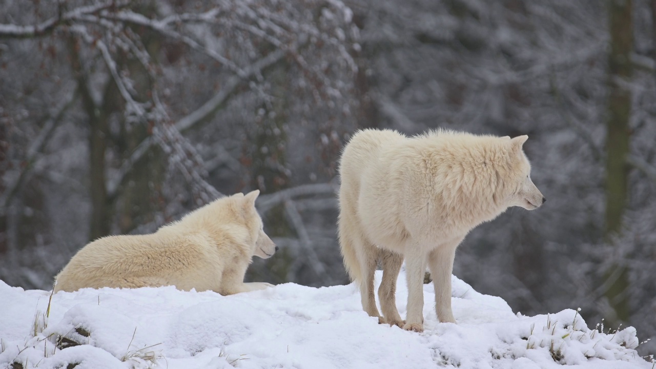 北极狼，北极狼(Canis lupus arctos)，冬季的两种动物视频素材