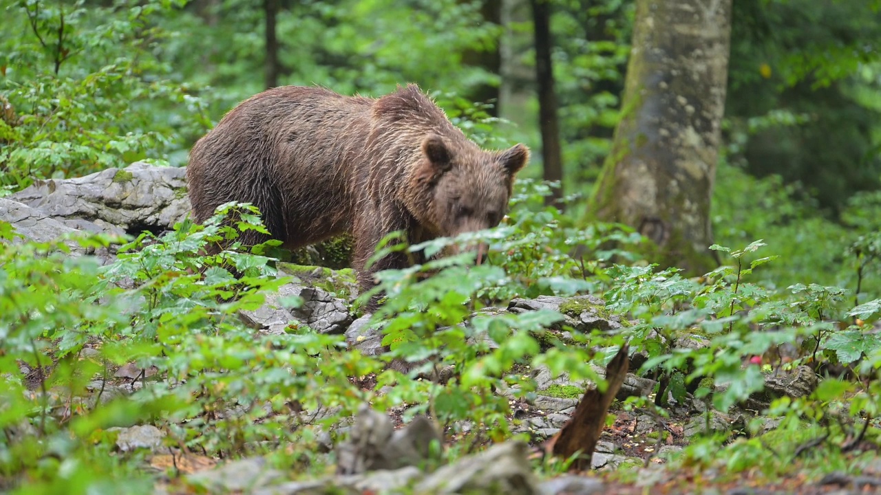 棕熊(Ursus arctos)，母亲带着幼熊在夏天的森林里视频素材