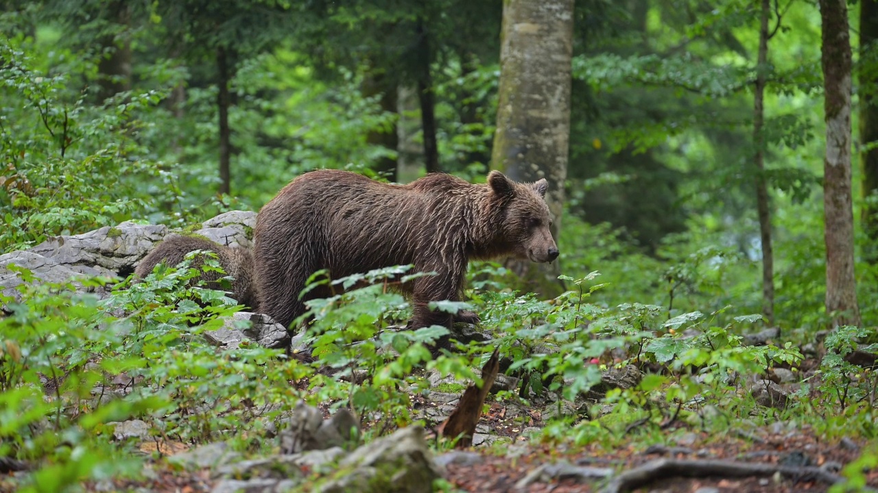 棕熊(Ursus arctos)，母亲带着幼熊在夏天的森林里视频素材