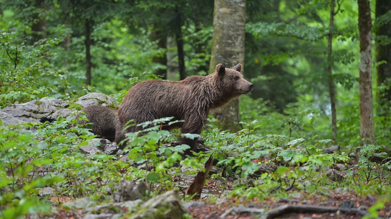 棕熊(Ursus arctos)，母亲带着幼熊在夏天的森林里视频素材