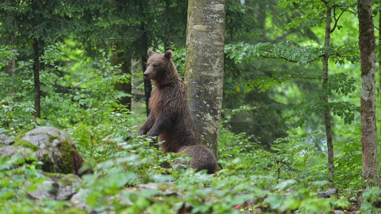 棕熊(Ursus arctos)，母亲带着幼熊在夏天的森林里视频素材