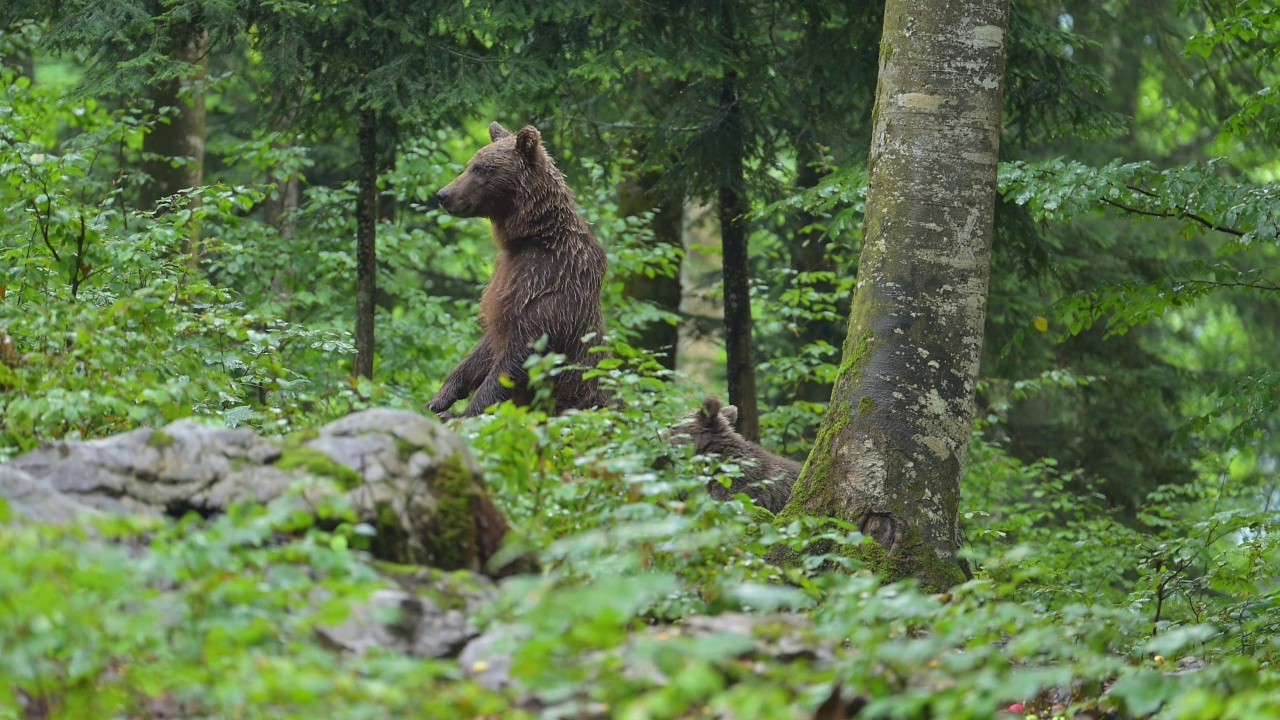 棕熊(Ursus arctos)，母亲带着幼熊在夏天的森林里视频素材