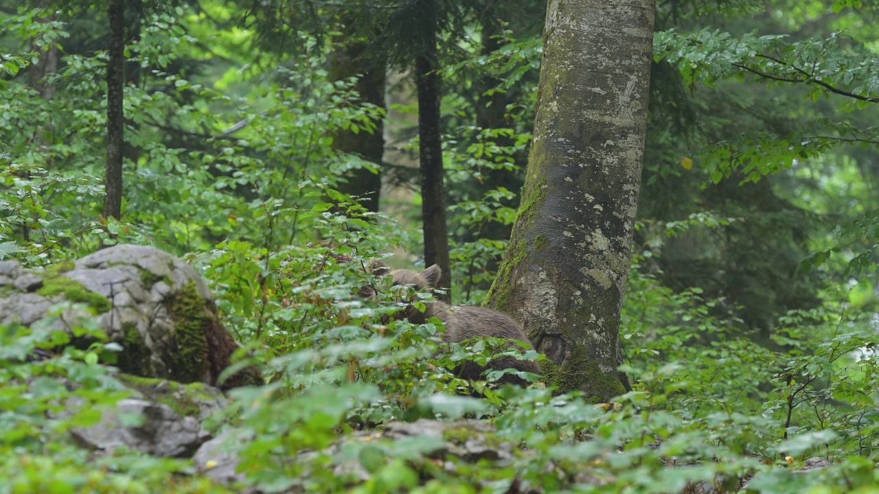 棕熊(Ursus arctos)，母亲带着幼熊在夏天的森林里视频素材