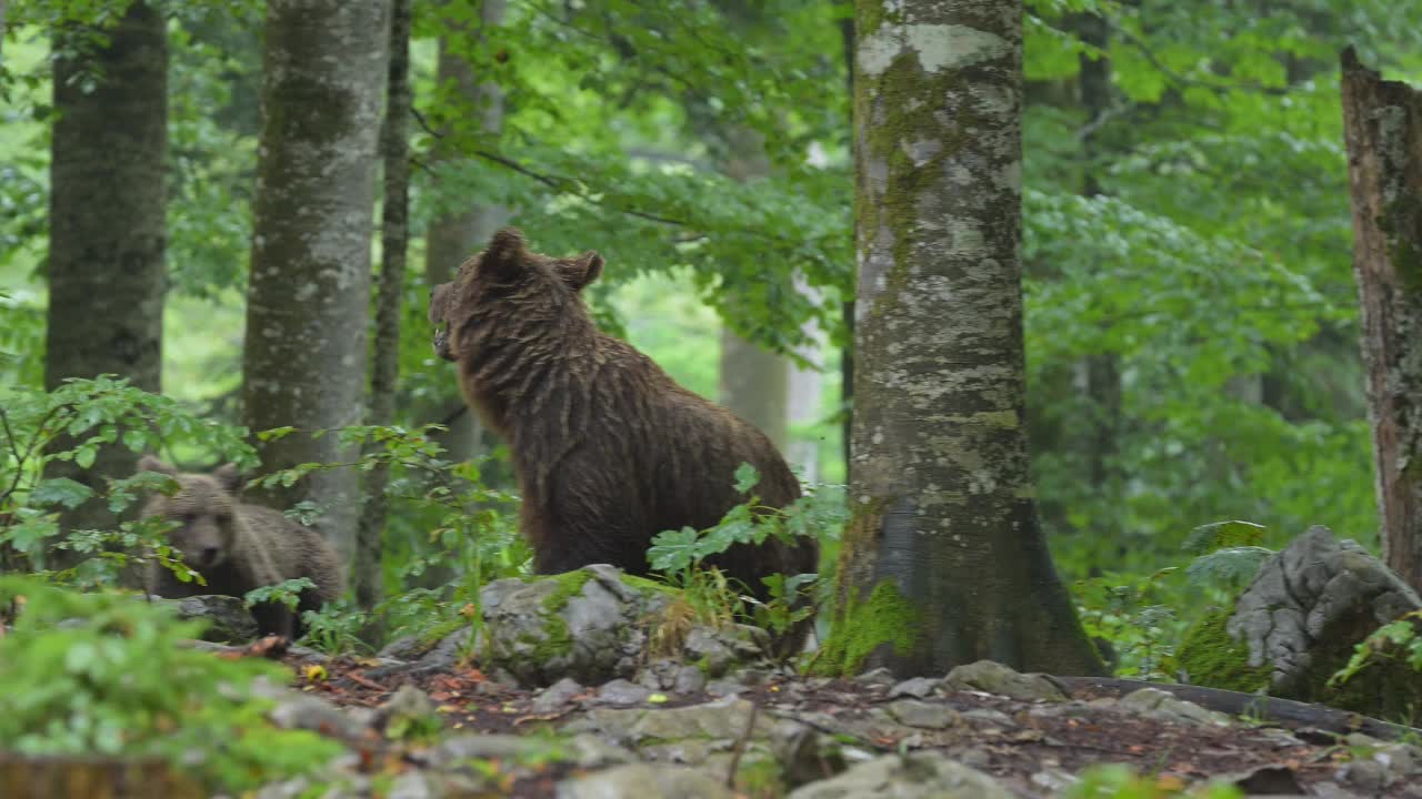 棕熊(Ursus arctos)，母亲带着幼熊在夏天的森林里视频素材