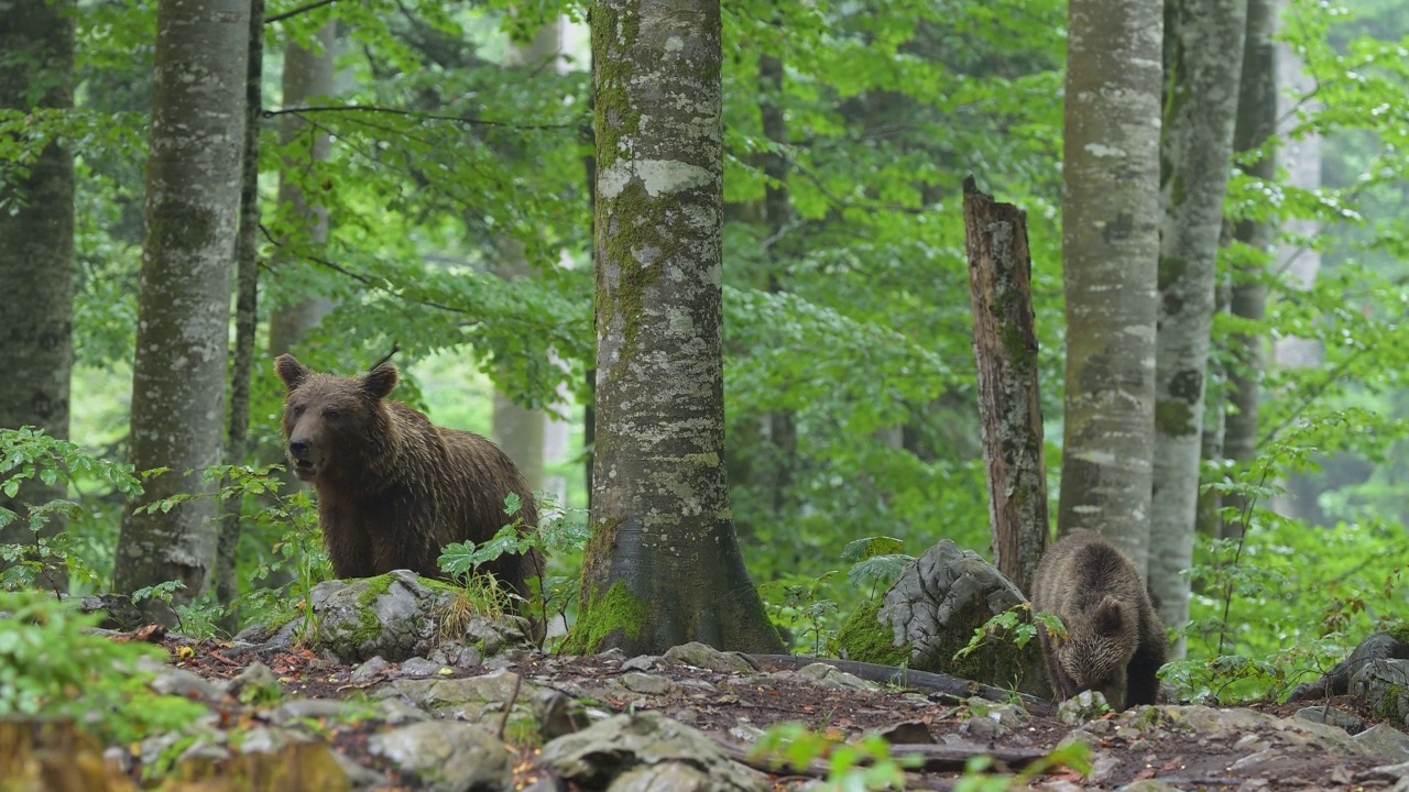 棕熊(Ursus arctos)，母亲带着幼熊在夏天的森林里视频素材