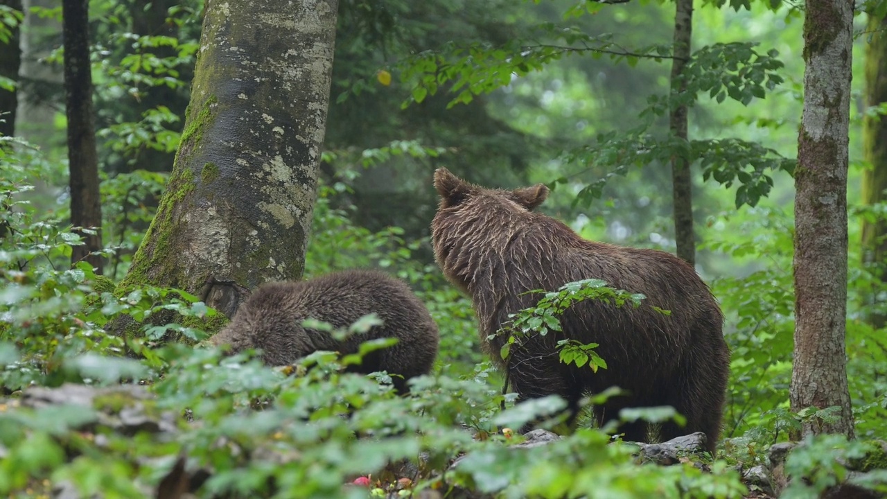 棕熊(Ursus arctos)，母亲带着幼熊在夏天的森林里视频素材