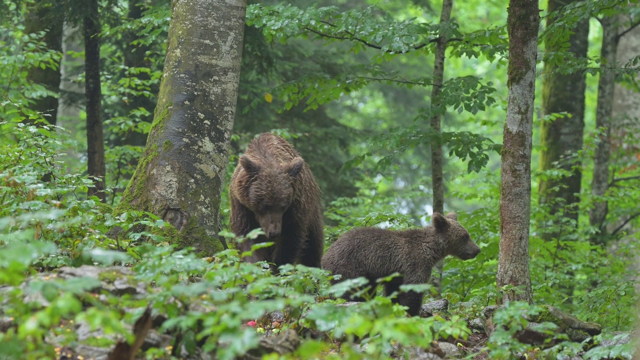 棕熊(Ursus arctos)，熊妈妈带着小熊在雨中的森林里视频素材