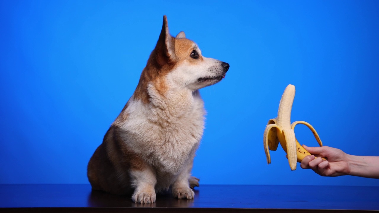 一只可爱的柯基犬舔着嘴唇，想吃女人手里的一根成熟的黄色香蕉。视频下载