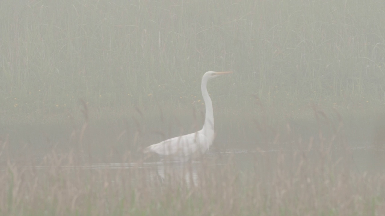 千岛群岛大白鹭(Ardea alba)视频素材