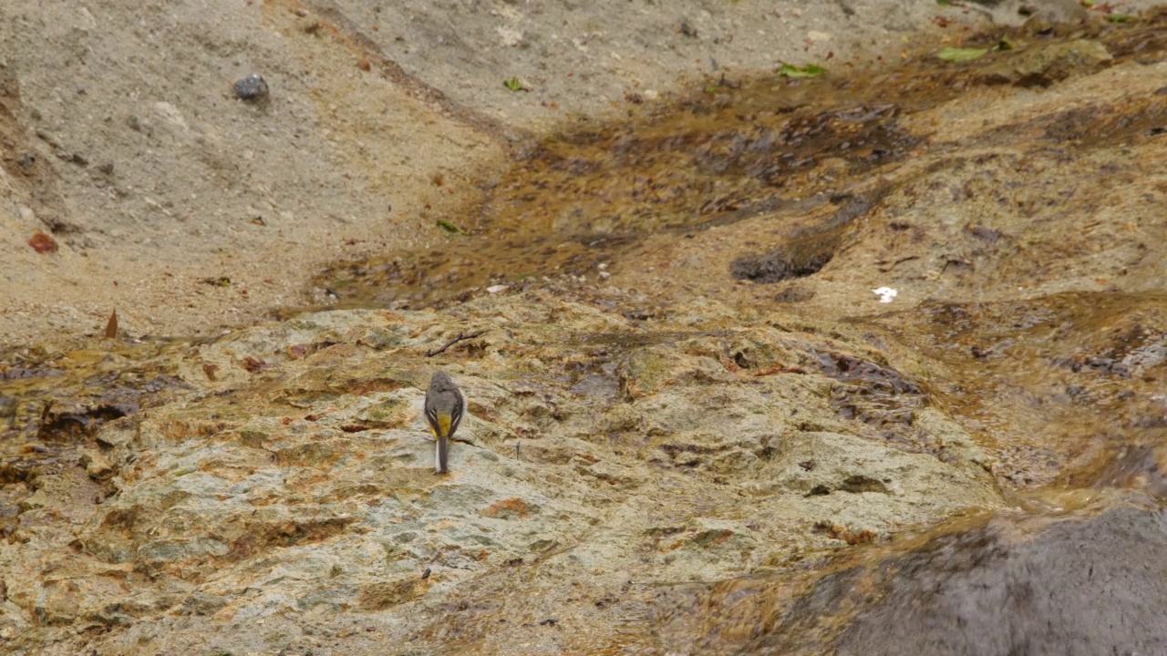 千岛群岛灰尾(Motacilla cinerea)视频素材