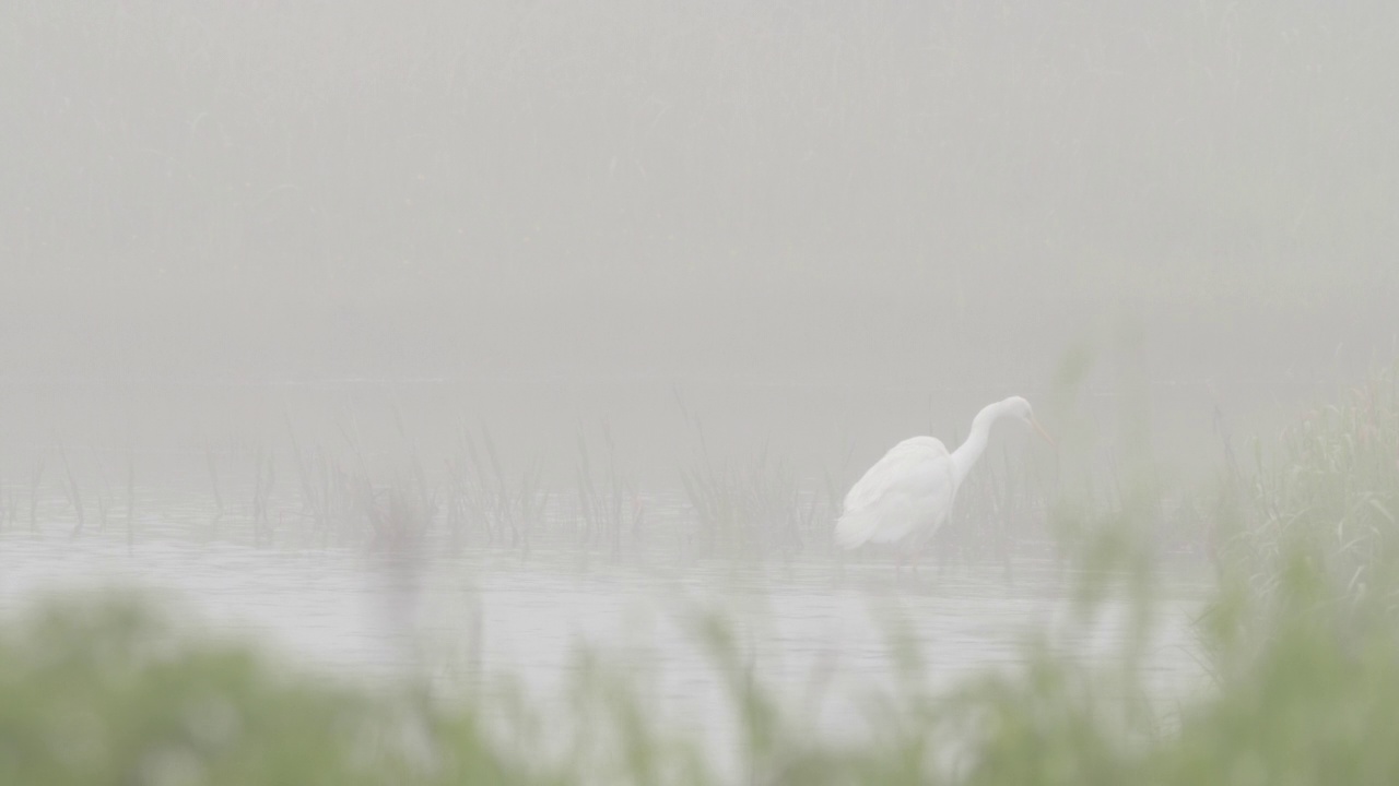 千岛群岛大白鹭(Ardea alba)视频素材