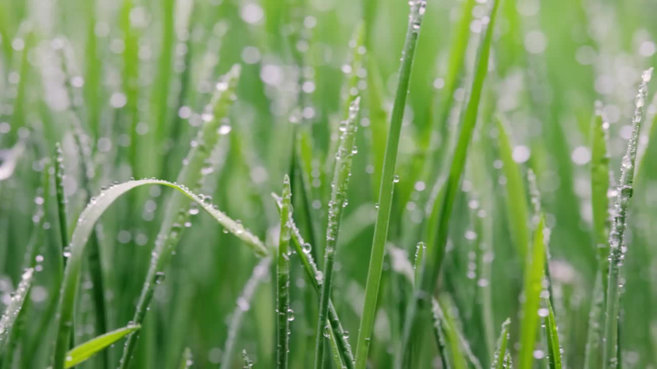 绿草特写超微距拍摄。视频素材