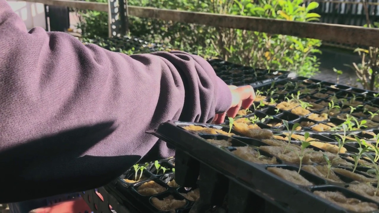 在水培种植视频下载