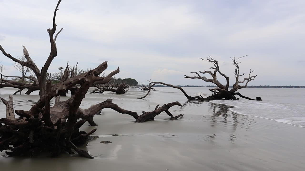 浮木海滩凝视视频素材画面1