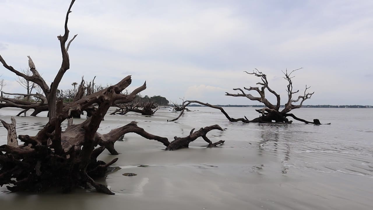 浮木海滩凝视视频素材画面2