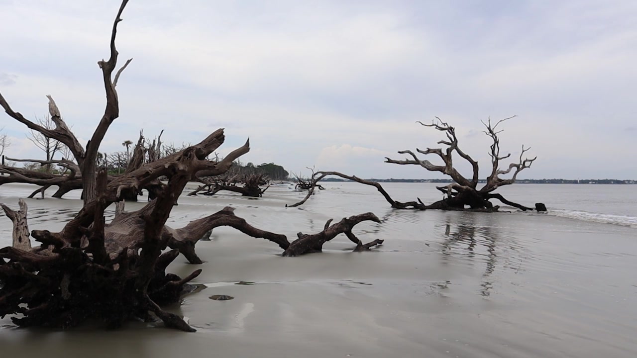 浮木海滩凝视视频素材画面3