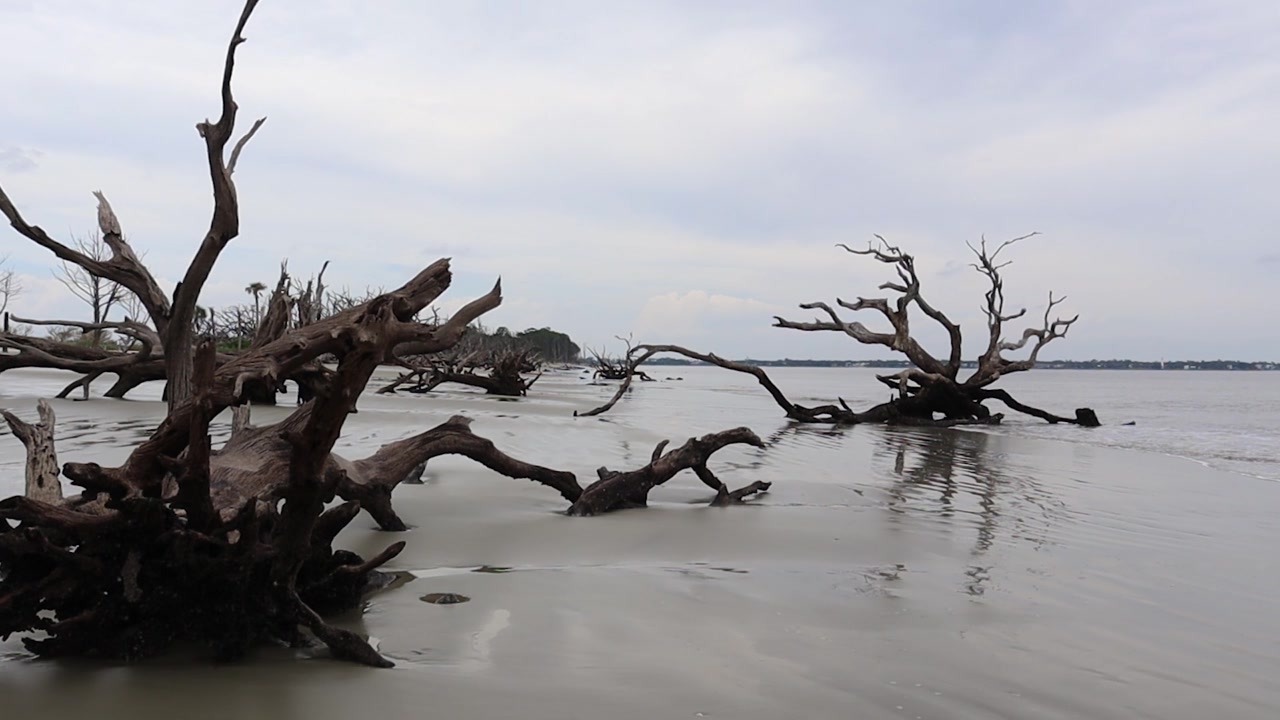 浮木海滩凝视视频素材画面4