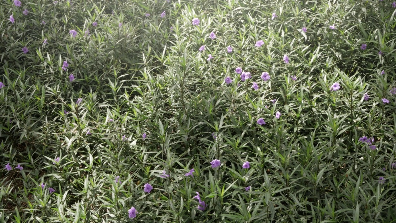 景观观的野花植物树田在自然的夏季景观美丽的背景视频素材