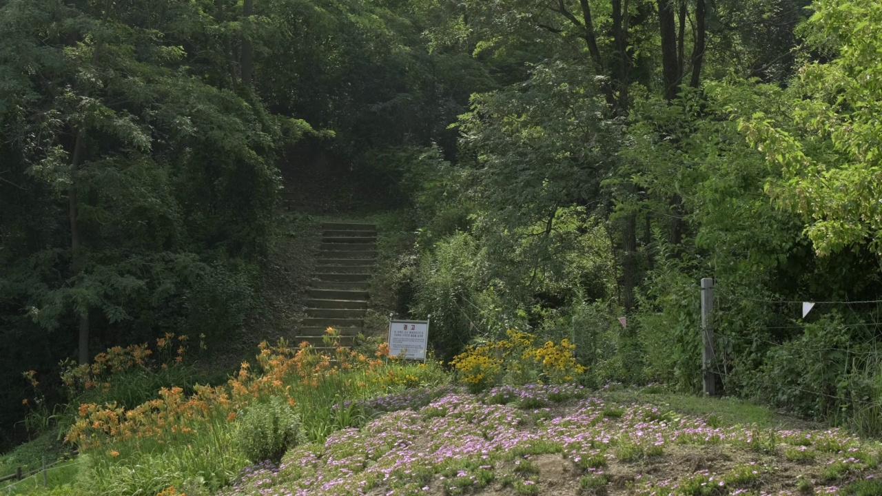 夏天，韩国江原道，DMZ(朝鲜非军事区)雷区的花道和铁丝网视频素材