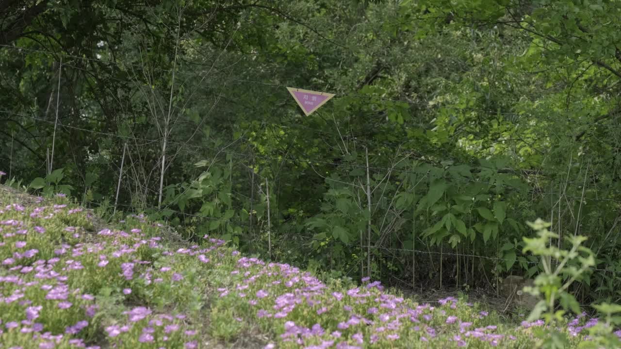 夏天，韩国江原道，DMZ(朝鲜非军事区)雷区的花道和铁丝网视频素材