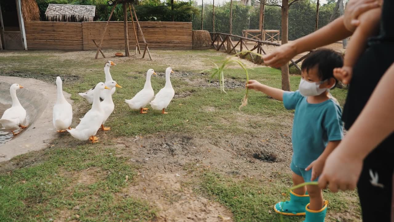 喂食时间。视频素材画面1