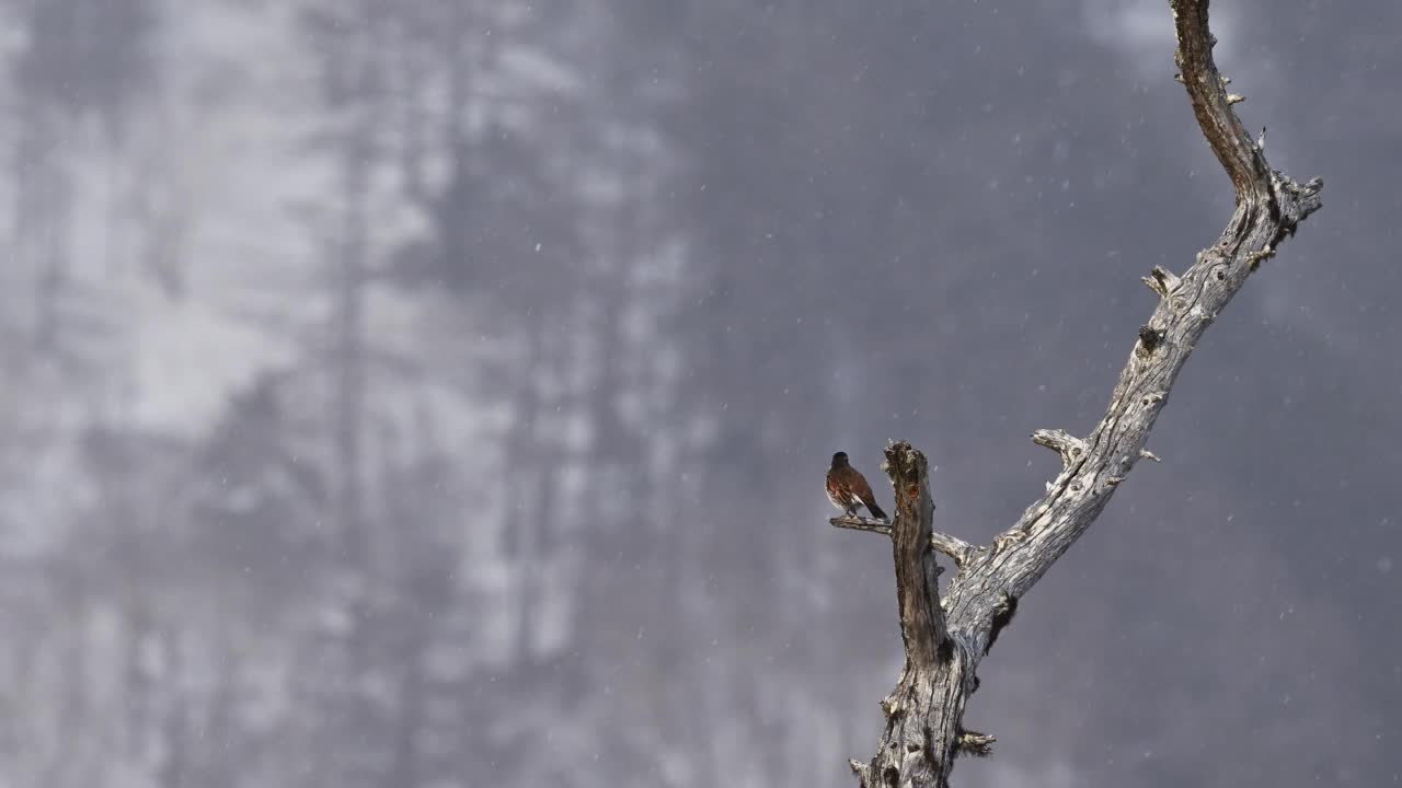 雪中的深色画眉视频素材