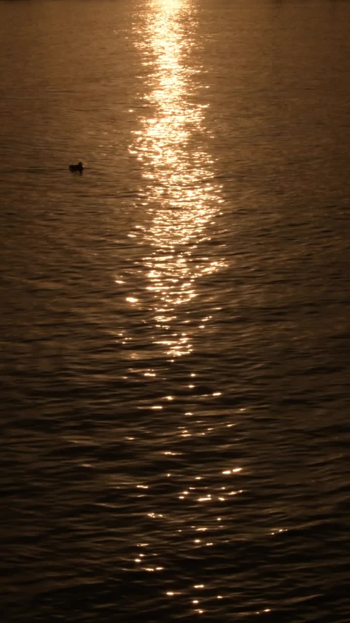 日落时分，海鸥在金色的海浪中游泳。4 k垂直视频素材