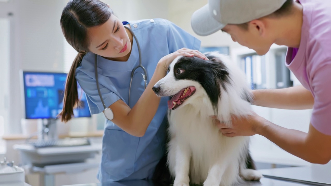 兽医正在检查狗视频素材