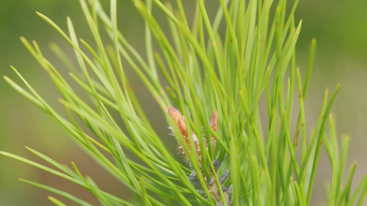 针叶树。松枝和松针。森林中幼小的松树树枝。关闭了。视频素材