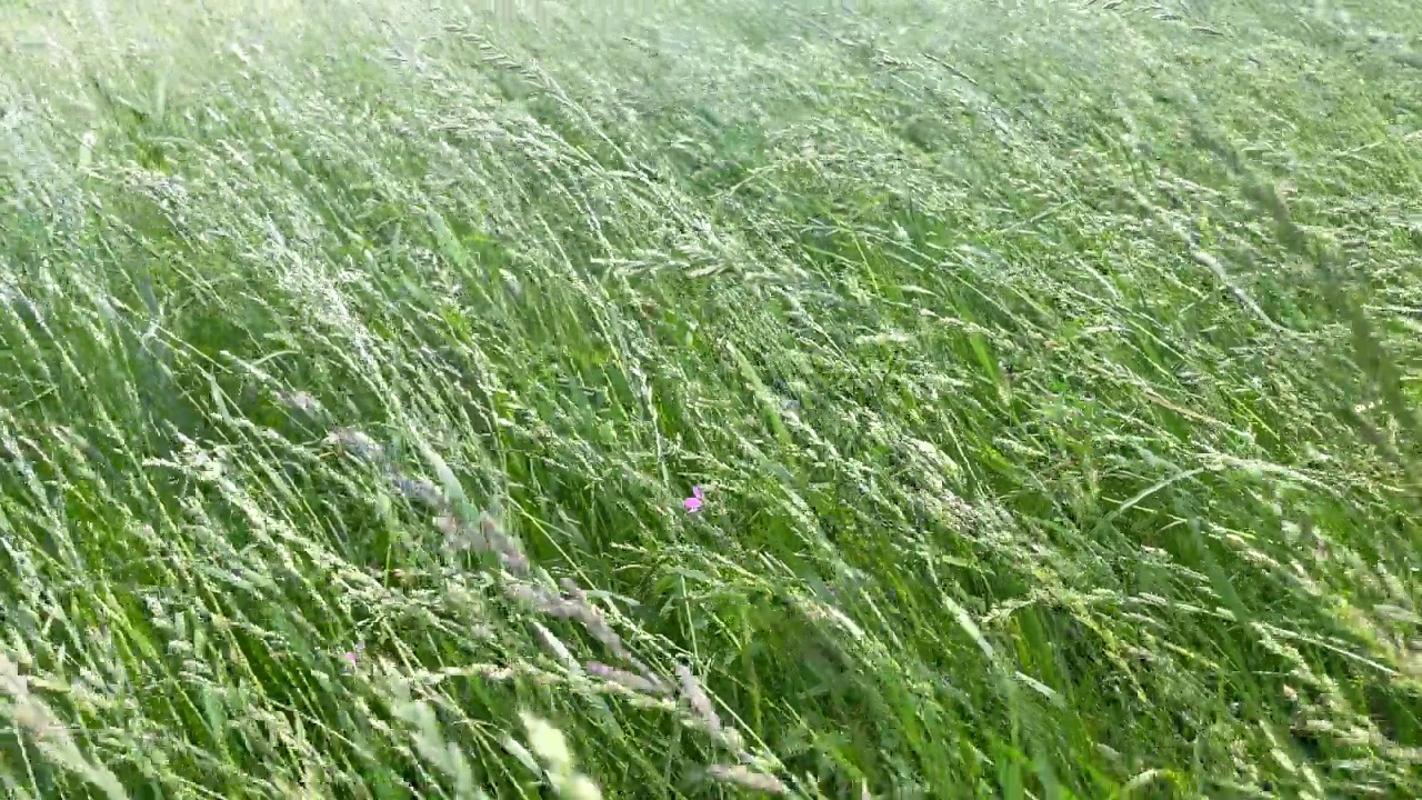 绿草特写。草在风中摇曳，慢镜头。绿色的草坪。密密麻麻长满草的高山草甸。视频素材